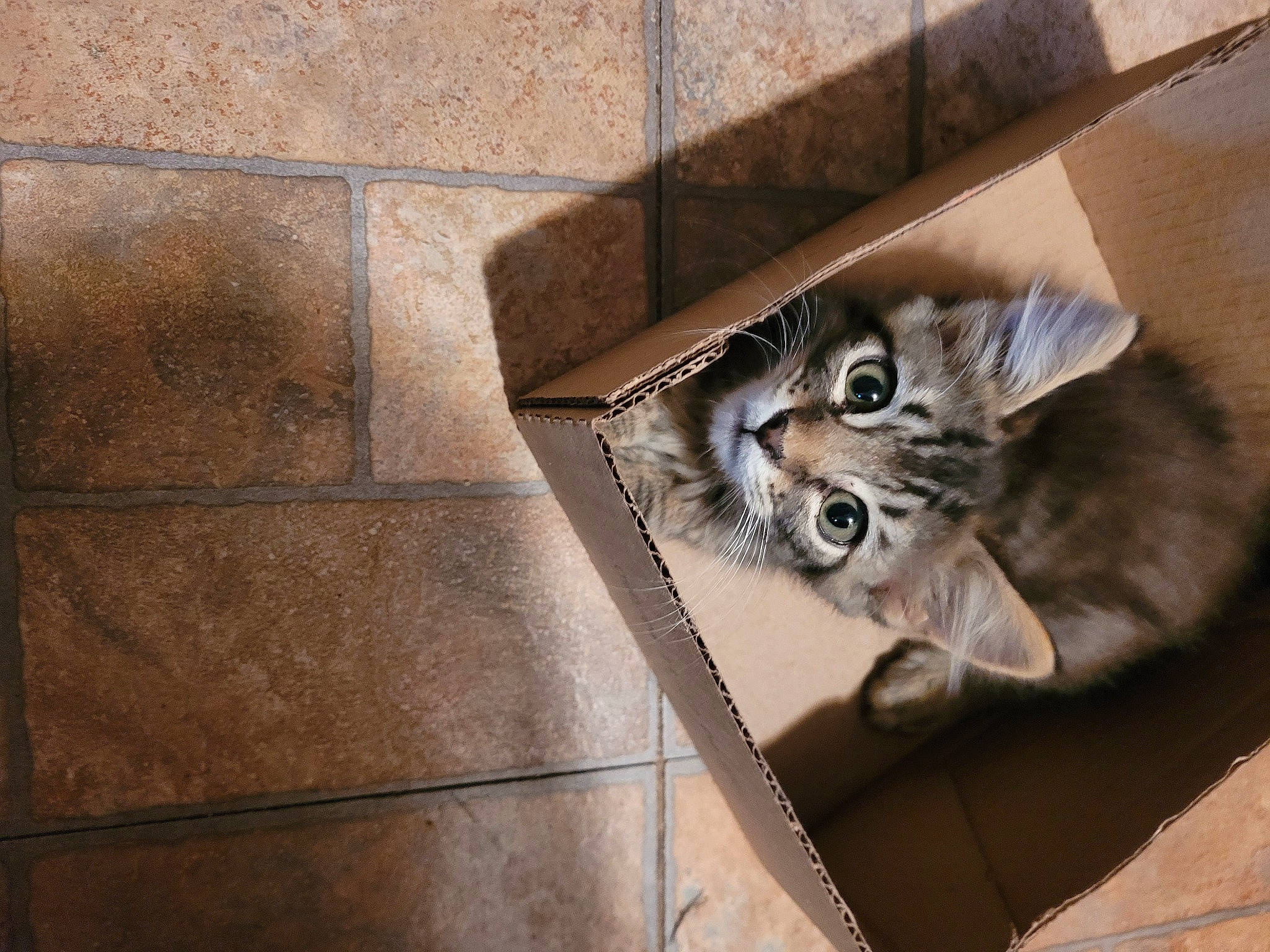 Chaos joined the competition — help win amazing prizes! box, cardboard, carnivore, cat, concrete, domestic_short_haired_cat, felidae, flooring, fur, grey, hardwood, metal, paw, rectangle, road_surface, small_to_medium_sized_cats, snout, tail, whiskers, wood