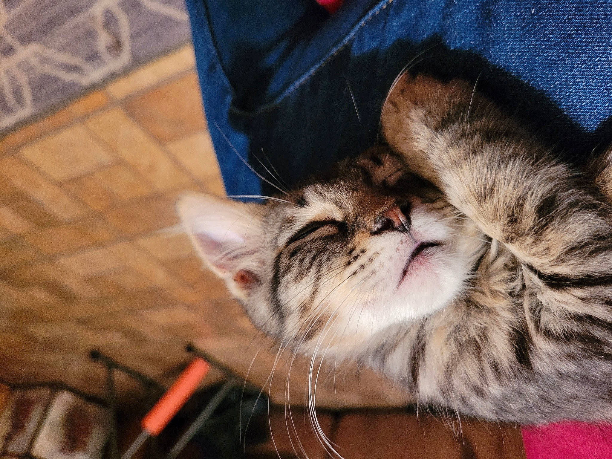 Chaos joined the competition — help win amazing prizes! carnivore, cat, claw, comfort, domestic_short_haired_cat, ear, felidae, flooring, foot, fur, human_leg, nap, paw, sleep, small_to_medium_sized_cats, snout, whiskers, wildlife, wood