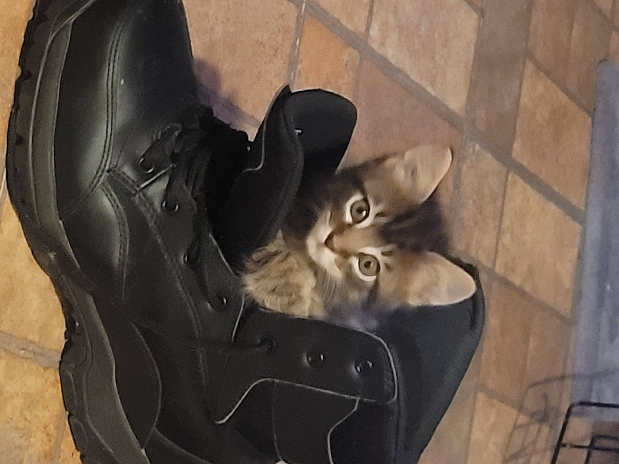 Chaos is registered to the contest to win money with this photo: art, carmine, carnivore, cat, domestic_short_haired_cat, felidae, flooring, fur, grey, human_leg, musical_instrument, outdoor_shoe, paw, personal_protective_equipment, shadow, small_to_medium_sized_cats, tail, visual_arts, whiskers, wood