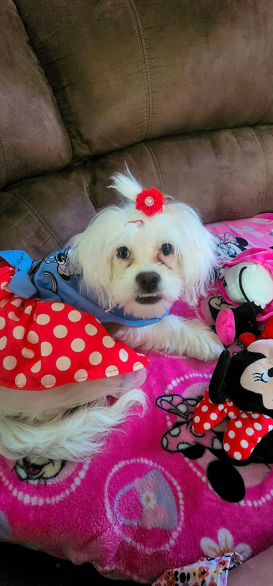 Mollie joined the competition — help win amazing prizes! carnivore, collar, companion_dog, couch, dog, dog_breed, dog_clothes, dog_collar, dog_supply, fawn, fur, mammal, pattern, pet_supply, pink, small_terrier, terrier, toy, toy_dog, white