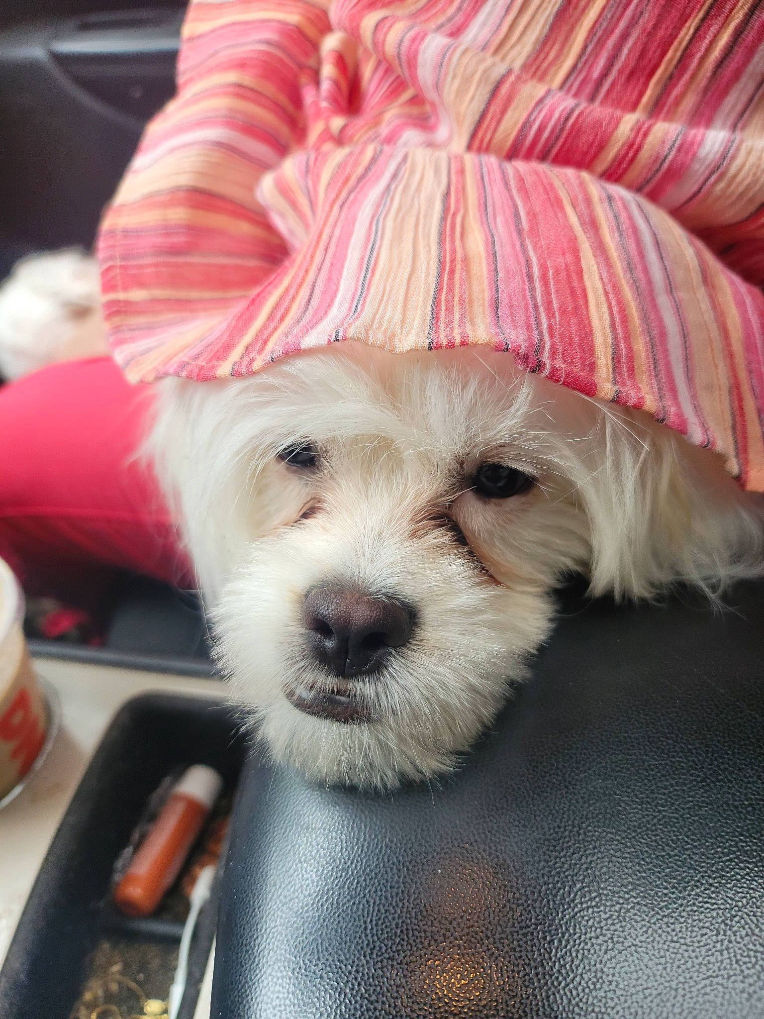 Mollie joined the competition — help win amazing prizes! canidae, carnivore, companion_dog, dog, dog_breed, dog_clothes, dog_supply, fashion_accessory, firefighter, fur, hat, magenta, pink, small_terrier, snout, tableware, terrier, tire, toy_dog, wheel