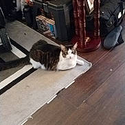 Rocky joined the competition — help win amazing prizes! cat, tabby_cat, loaf, rug, carpet, hardwood_floor, stool, stool_leg, toolbox, storage_box, framed_picture, slipper, bag, indoor, clutter, home, pet, floor, relaxed, portrait