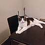 cat, table, chair, indoor, pet, feline, white_paws, fur, relaxed, looking_at_camera, domestic_cat, countertop, furniture, whiskers, ears, portrait, home_interior, floor, rug, collar