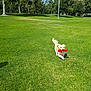 dog, grass, park, toy_bone, running, happy, sunlight, trees, field, lawn, shadow, pet, playful, summer, outdoors, muzzle, tail, small_dog, joyful, blue_sky