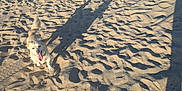 Lincoln joined the competition — help win amazing prizes! dog, small_dog, sand, beach, shadow, person_shadow, tongue_out, running, paw_prints, sunlight, texture, dune_patterns, tail, happy, outdoor, pavement, retaining_wall, vegetation, tire_tracks, summer