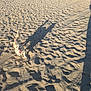 dog, small_dog, sand, beach, shadow, person_shadow, tongue_out, running, paw_prints, sunlight, texture, dune_patterns, tail, happy, outdoor, pavement, retaining_wall, vegetation, tire_tracks, summer