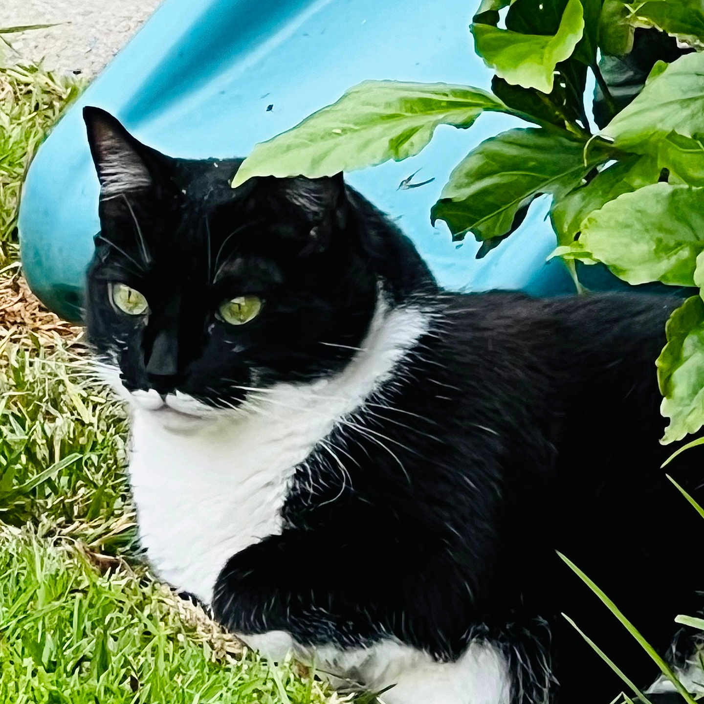 Morgana