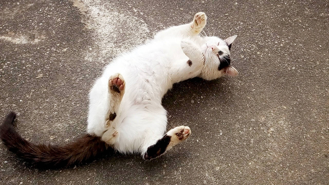 Magnum a rejoint le concours — aidez-le/la à gagner de superbes lots ! asphalt, carnivore, cat, claw, companion_dog, dog_breed, domestic_short_haired_cat, felidae, foot, fur, nap, non_sporting_group, paw, road_surface, small_to_medium_sized_cats, snout, tail, terrestrial_animal, whiskers