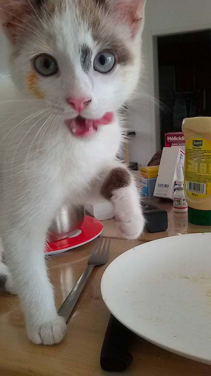 Magnum participe au concours pour gagner de l'argent avec cette photo : carnivore, cat, cat_furniture, cat_supply, collar, dishware, domestic_short_haired_cat, fawn, felidae, fur, kitchen_utensil, paw, pet_supply, plate, small_to_medium_sized_cats, snout, tableware, tail, thai, whiskers