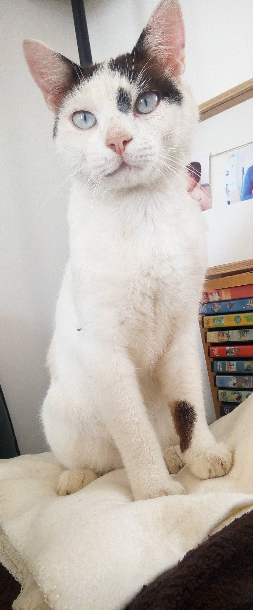 Magnum a rejoint le concours — aidez-le/la à gagner de superbes lots ! bookcase, carnivore, cat, domestic_short_haired_cat, ear, fawn, felidae, fur, paw, shelf, small_to_medium_sized_cats, snout, tail, terrestrial_animal, whiskers, white, window