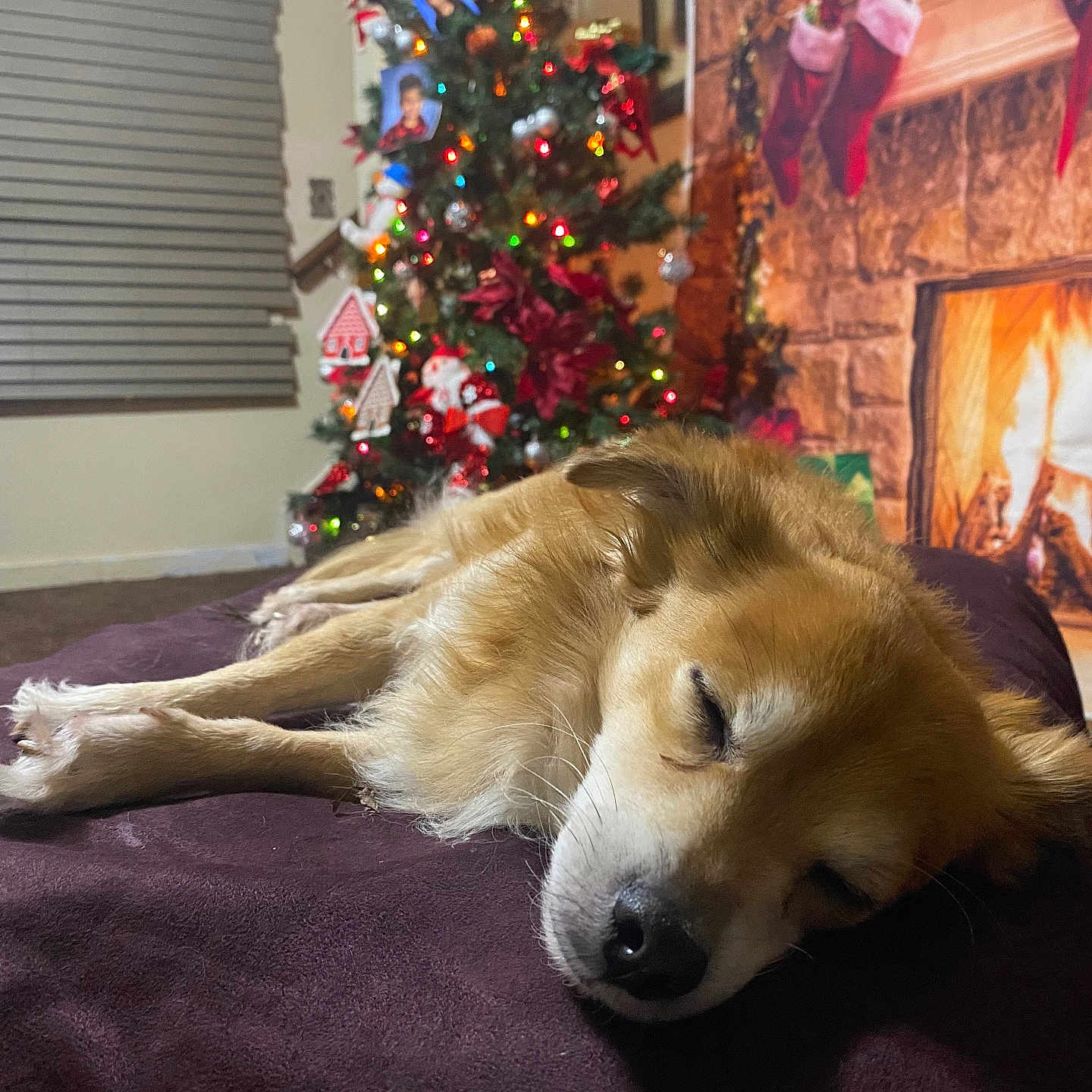 Jasper is registered to the contest to win money with this photo: adult, animal, architecture, building, canine, couch, dog, female, fireplace, furniture, goldenretriever, indoors, interiordesign, livingroom, person, pet, plant, room, tree, woman