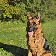 Sky participe au concours pour gagner de l'argent avec cette photo : animal, canine, dog, germanshepherd, grass, pet, plant, policedog, puppy