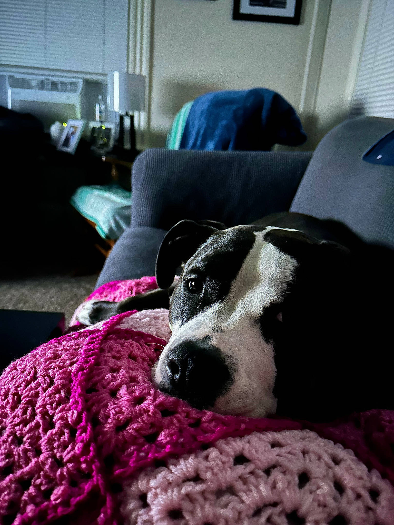 Lily joined the competition — help win amazing prizes! bedding, canidae, carnivore, comfort, companion_dog, couch, dog, dog_breed, floor, flooring, fur, linens, living_room, magenta, picture_frame, room, snout, sporting_group, textile, working_animal