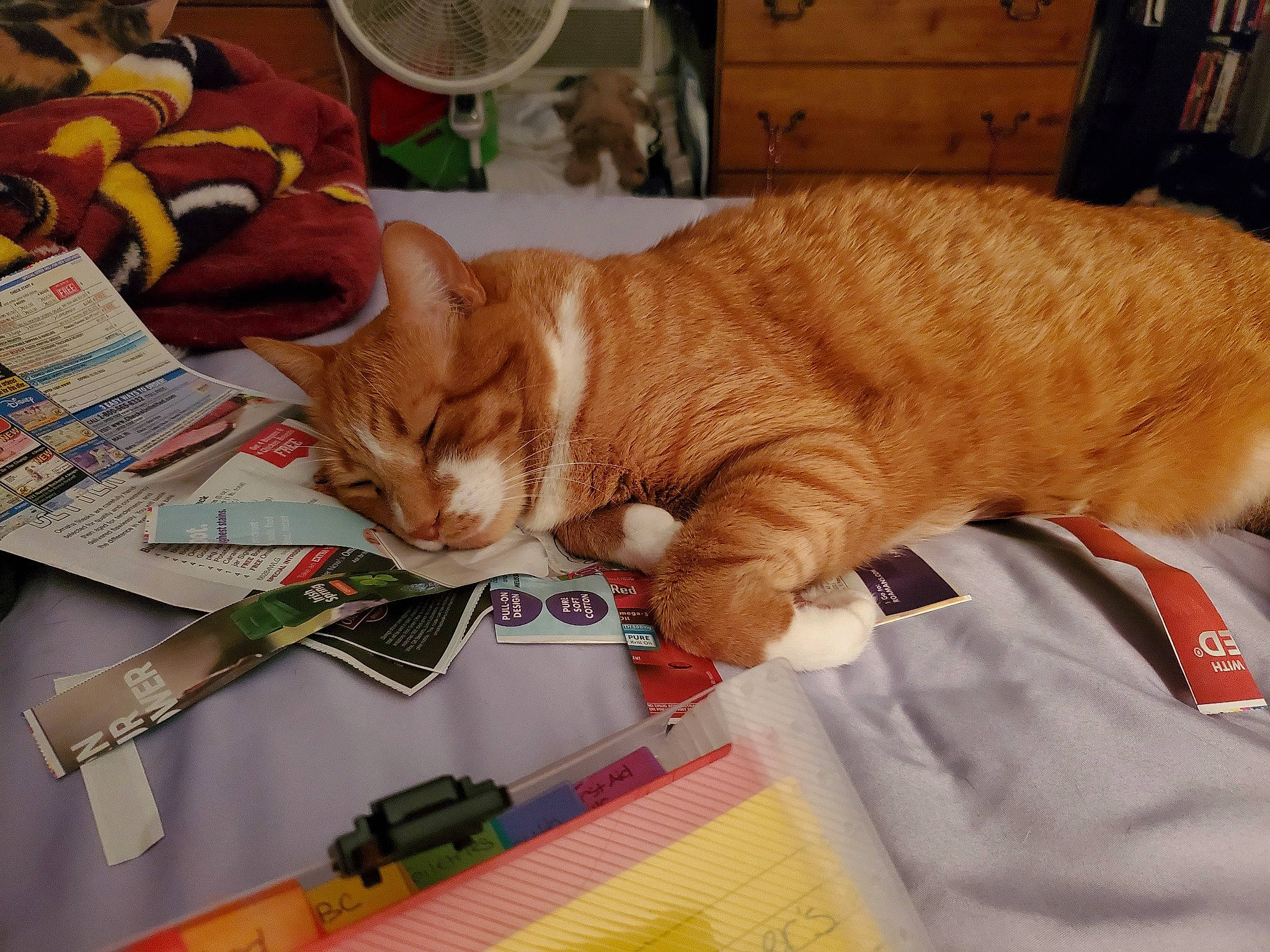 Lucky is registered to the contest to win money with this photo: cabinetry, carnivore, cat, comfort, cupboard, domestic_short_haired_cat, fawn, felidae, fur, linens, office_supplies, paw, publication, small_to_medium_sized_cats, stationery, tail, thread, whiskers, wood, writing_implement