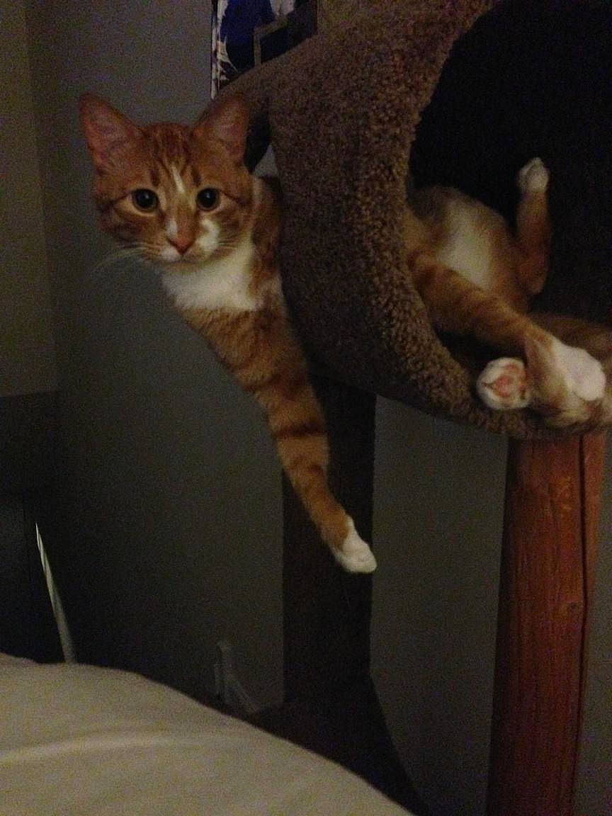 Lucky joined the competition — help win amazing prizes! carnivore, cat, cat_supply, chair, comfort, domestic_short_haired_cat, fawn, felidae, fur, metal, paw, room, small_to_medium_sized_cats, snout, square, tail, whiskers, wood