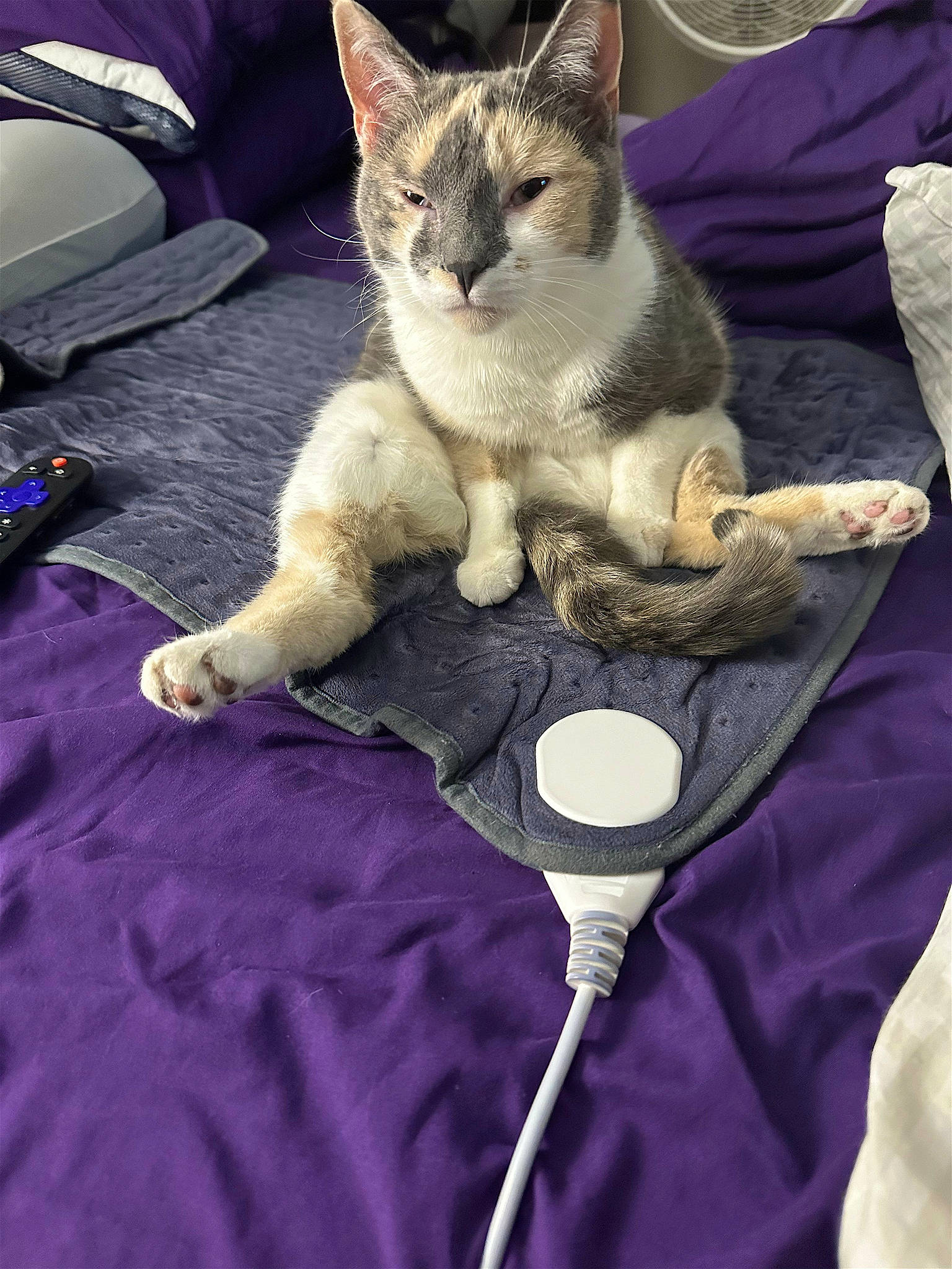 Tort Tort is registered to the contest to win money with this photo: carnivore, cat, cat_supply, claw, comfort, domestic_short_haired_cat, fawn, felidae, fur, linens, paw, photo_caption, purple, sitting, small_to_medium_sized_cats, snout, tableware, tail, trampolining_equipment_and_supplies, whiskers