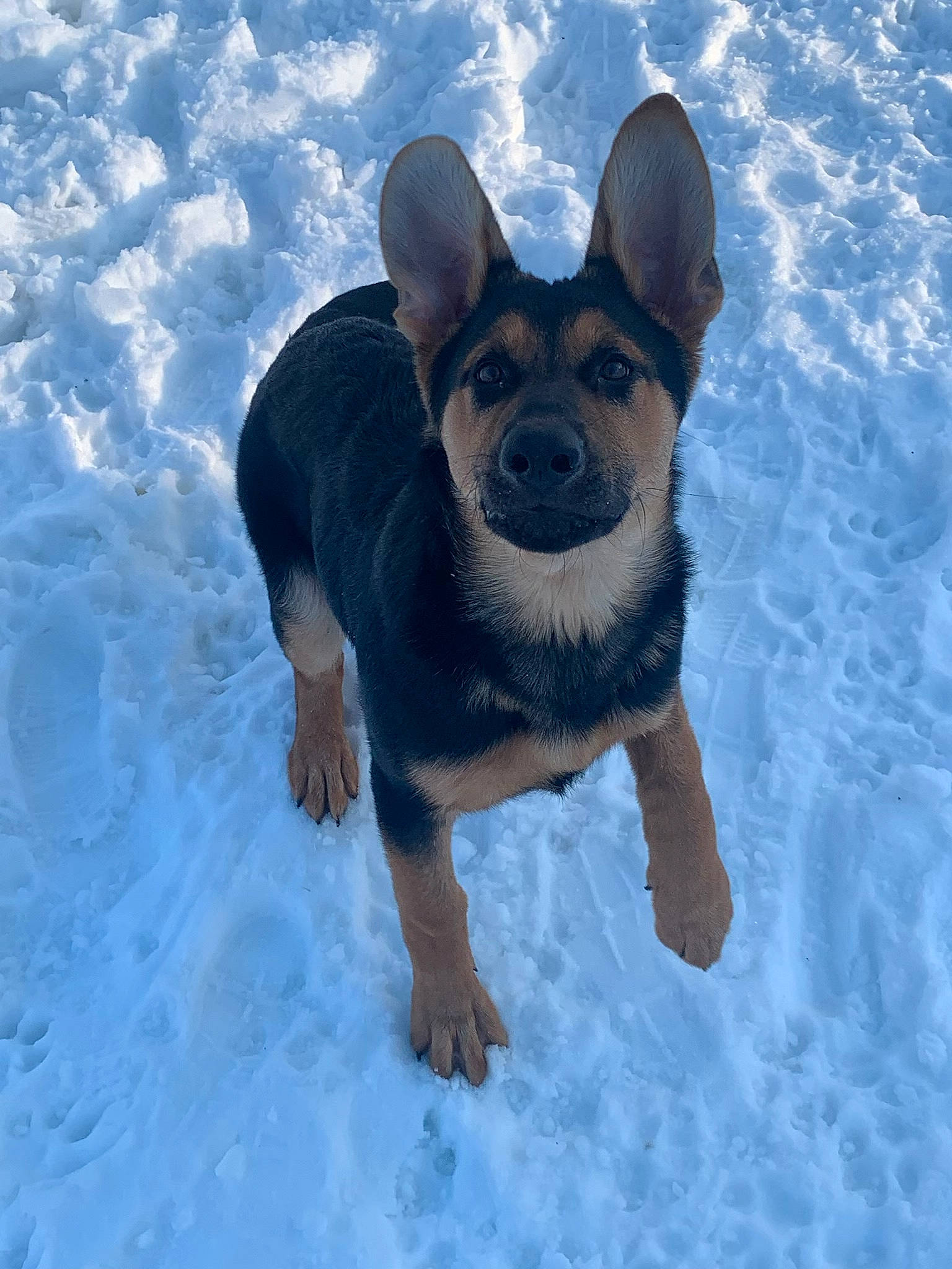 Raja joined the competition — help win amazing prizes! bicycle, canidae, carnivore, companion_dog, dog, dog_breed, dog_supply, electric_blue, fawn, freezing, paw, plant, prazsky_krysarik, snout, snow, sporting_group, toy_dog, water, winter, working_animal