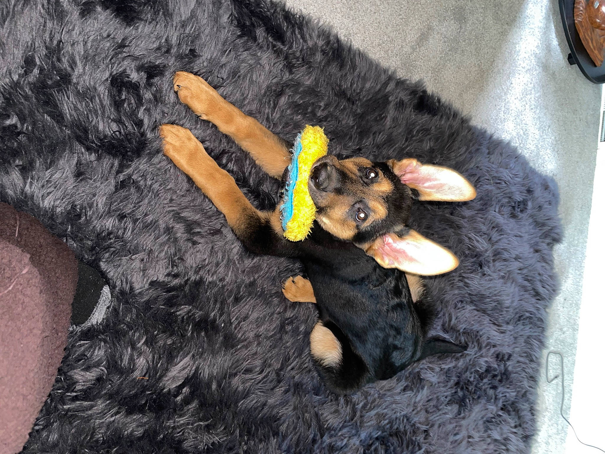 Raja joined the competition — help win amazing prizes! canidae, carnivore, claw, companion_dog, dog_breed, doll, fashion_accessory, fawn, mammal, nail, plush, sleeve, snout, sporting_group, stuffed_toy, tail, toy, vertebrate, working_animal, wrist