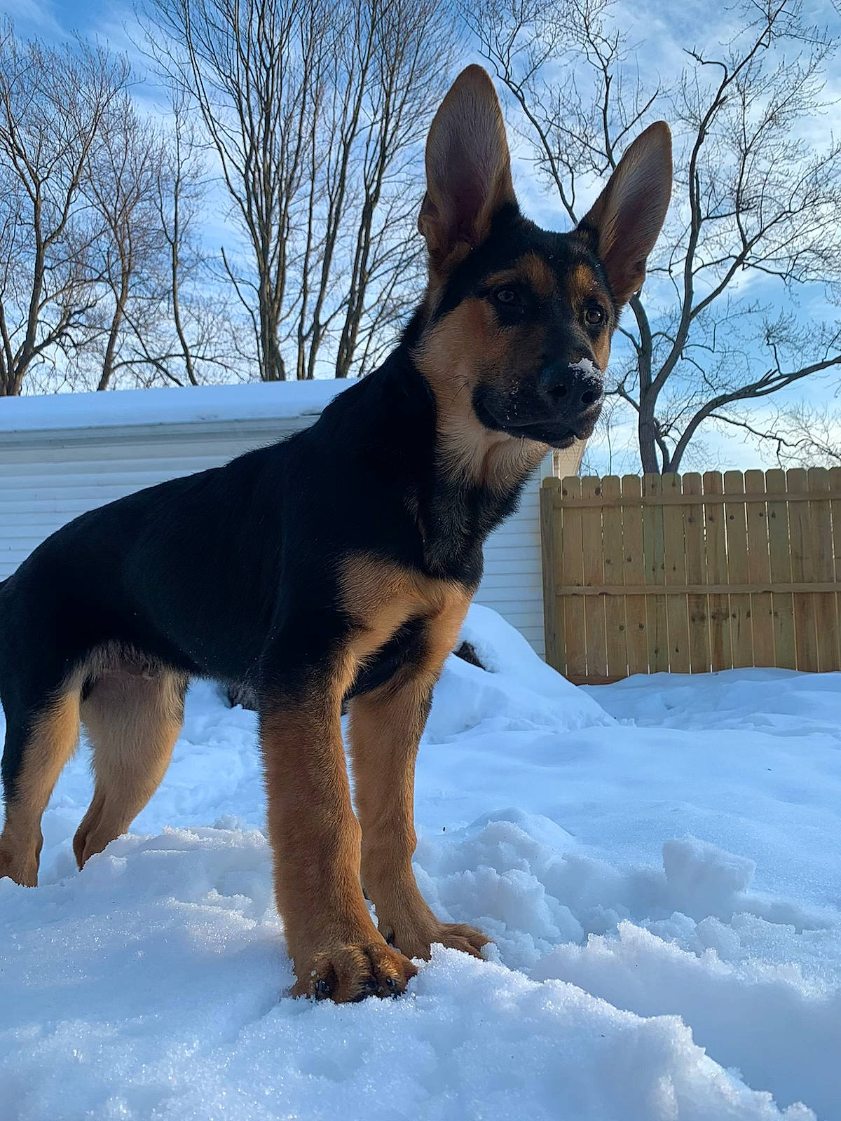Raja joined the competition — help win amazing prizes! canidae, carnivore, cloud, dog, dog_breed, dog_supply, fawn, fence, hunting_dog, sharing, sky, snout, snow, sporting_group, tree, winter, working_dog