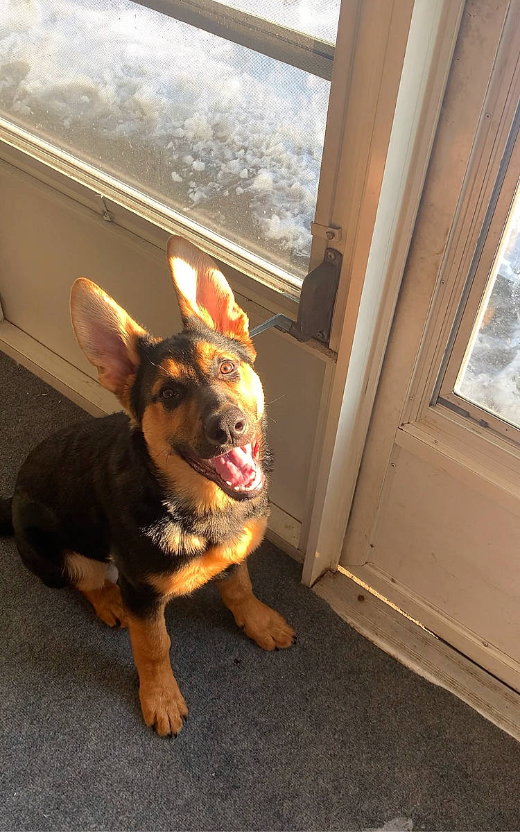 Raja joined the competition — help win amazing prizes! art, canidae, carnivore, companion_dog, dog, dog_breed, ear, fawn, flooring, fur, paw, russkiy_toy, snout, sporting_group, tail, whiskers, window, wood, working_animal, working_dog