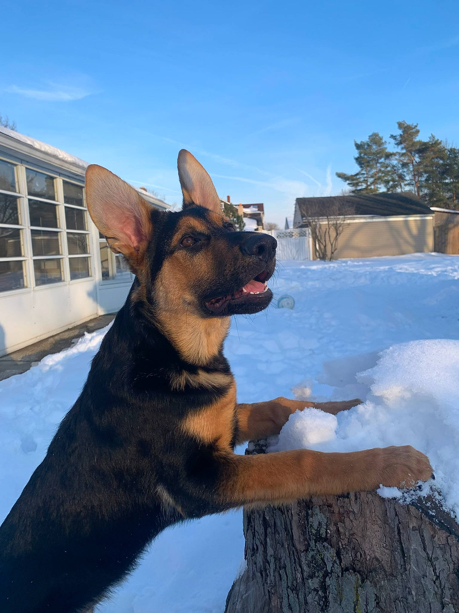 Raja is registered to the contest to win money with this photo: carnivore, collar, companion_dog, dog, dog_breed, dog_collar, east_european_shepherd, fawn, fur, herding_dog, old_german_shepherd_dog, roof, sky, snout, snow, tree, whiskers, window, winter, working_animal