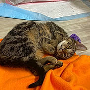 Marco is registered to the contest to win money with this photo: animal, cat, cozy, curled_up, domestic_animal, feline, floor, fur, home, indoor, looking_at_camera, orange_blanket, pet, playful, purple_toy, relaxed, resting, tabby_cat, toy, whiskers