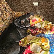 Elmo is registered to the contest to win money with this photo: dog, black_dog, blanket, couch, indoor, carpet, shoes, patterned_fabric, floor_lamp, curious, pet, resting, looking_up, cozy, home, living_room, floral_pattern, comfort, furniture, animal