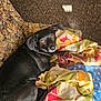 dog, black_dog, blanket, couch, indoor, carpet, shoes, patterned_fabric, floor_lamp, curious, pet, resting, looking_up, cozy, home, living_room, floral_pattern, comfort, furniture, animal