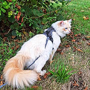 Billy a rejoint le concours — aidez-le/la à gagner de superbes lots ! alert, animal, berries, blue_eyes, cat, curious, daylight, fluffy, grass, greenery, harness, leash, nature, outdoor, pet, side_view, summer, tail, walking, white_fur