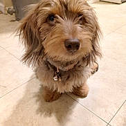 Dizzy is registered to the contest to win money with this photo: dog, pet, animal, fluffy, brown, fur, collar, indoor, tile_floor, kitchen, cute, small_dog, sitting, portrait, closeup, domestic, companion, friendly, waiting, household
