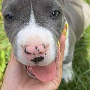Ares a rejoint le concours — aidez-le/la à gagner de superbes lots ! puppy, dog, close_up, gray, white, pink_nose, tongue_out, grass, hand, watch, bracelets, outdoor, cute, pet, animal, young_dog, friendly, playful, portrait, nature