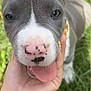 puppy, dog, close_up, gray, white, pink_nose, tongue_out, grass, hand, watch, bracelets, outdoor, cute, pet, animal, young_dog, friendly, playful, portrait, nature