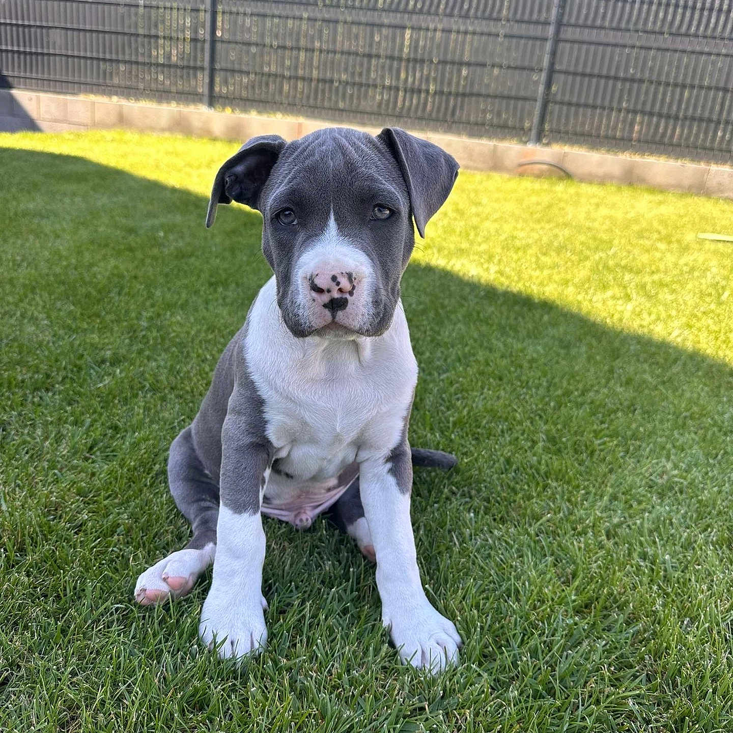 Ares a rejoint le concours — aidez-le/la à gagner de superbes lots ! adorable, animal, backyard, canine, companion, cute, dog, ears, fence, grass, gray_fur, nature, nose, outdoor, pet, puppy, sitting, sunlight, white_paws, young