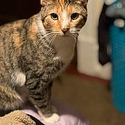 Rose is registered to the contest to win money with this photo: alert, animal, blurred_background, cat, closeup, curious, cute, domestic, feline, fur, indoor, looking, mammal, paws, pet, portrait, sitting, soft, tabby, whiskers