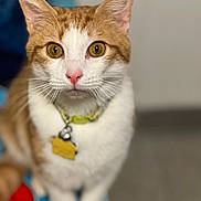 Bella is registered to the contest to win money with this photo: cat, orange_and_white, close_up, indoor, yellow_eyes, pink_nose, collar, tag, fur, whiskers, pet, curious, sitting, blurred_background, colorful_surface, domestic_animal, portrait, feline, focus, indoor_lighting