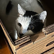 Oreo joined the competition — help win amazing prizes! cat, black_and_white, cardboard_box, indoor, pet, feline, curious, cozy, fur, close_up, animal, whiskers, ears, eyes, resting, home, wooden_floor, texture, light, shadow