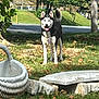 dog, siberian_husky, leash, grass, tree, road, park, bench, stone, leaf, outdoor, daylight, animal, pet, tongue_out, black_and_white, nature, sunlight, happy, canine