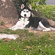 Callie joined the competition — help win amazing prizes! dog, siberian_husky, outdoor, grass, tree, leaves, pet, animal, canine, nature, lying_down, fur, black_and_white, collar, alert, ears_up, daylight, resting, ground, park