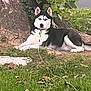 dog, siberian_husky, outdoor, grass, tree, leaves, pet, animal, canine, nature, lying_down, fur, black_and_white, collar, alert, ears_up, daylight, resting, ground, park