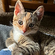 Cleo is registered to the contest to win money with this photo: kitten, tabby, cat, paw, white_paw, fur, pet, indoor, carpet, denim, leg, close_up, animal, cute, looking, young, whiskers, ears, relaxed, cozy