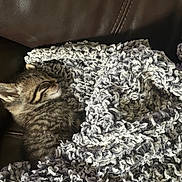 Tiger is registered to the contest to win money with this photo: animal, blanket, cat, comfort, couch, cozy, cute, fur, furry, indoor, kitten, leather, pet, relaxation, resting, sleeping, small, soft, tabby, texture