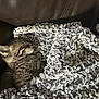 animal, blanket, cat, comfort, couch, cozy, cute, fur, furry, indoor, kitten, leather, pet, relaxation, resting, sleeping, small, soft, tabby, texture