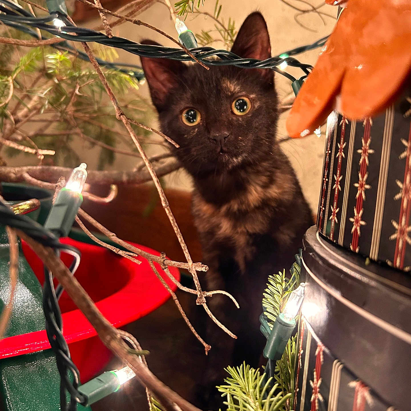 Pickles is registered to the contest to win money with this photo: abyssinian, accessories, animal, blackcat, cat, conifer, fir, flower, flowerarrangement, jar, kitten, manx, pet, plant, planter, pottedplant, pottery, tree, vase, wood