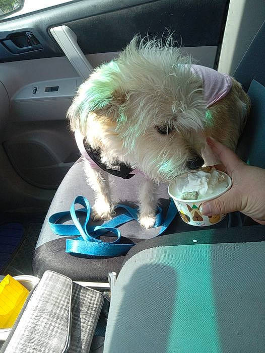 Bailey is registered to the contest to win money with this photo: automotive_exterior, canidae, car_seat, car_seat_cover, carnivore, companion_dog, dog, dog_breed, family_car, fur, glass, motor_vehicle, personal_luxury_car, schnauzer, small_terrier, sporting_group, terrier, toy_dog, vehicle_door, windshield