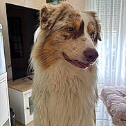 Vasco a rejoint le concours — aidez-le/la à gagner de superbes lots ! dog, indoor, pet, fluffy, fur, brown, white, tan, window, curtains, floor, cabinet, television, home, portrait, animal, companion, relaxed, muzzle, ears