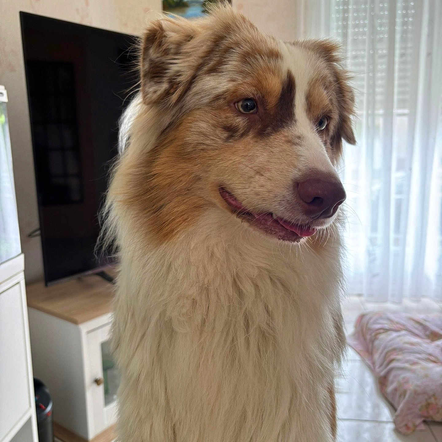 Vasco a rejoint le concours — aidez-le/la à gagner de superbes lots ! animal, brown, cabinet, companion, curtains, dog, ears, floor, fluffy, fur, home, indoor, muzzle, pet, portrait, relaxed, tan, television, white, window