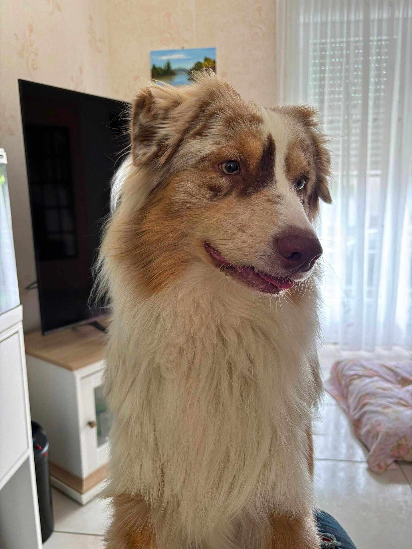Vasco a rejoint le concours — aidez-le/la à gagner de superbes lots ! dog, indoor, pet, fluffy, fur, brown, white, tan, window, curtains, floor, cabinet, television, home, portrait, animal, companion, relaxed, muzzle, ears