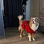Vasco participe au concours pour gagner de l'argent avec cette photo : dog, indoor, red_sweater, curious, wooden_floor, furniture, curtains, pet, animal, cozy, home, standing, fur, tail, dressed, domestic, companion, mammal, cute, canine