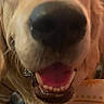 dog, golden_retriever, close_up, smiling, pet, mouth_open, tongue, nose, canine, indoor, phone_screen, lock_screen, notification, digital_clock, blurred_background, fur, animal, happy, domestic_animal, companion