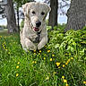 dog, golden_retriever, puppy, grass, yellow_flowers, trees, outdoor, nature, running, playful, greenery, sunlight, happy, canine, pet, animal, flora, spring, jumping, daytime